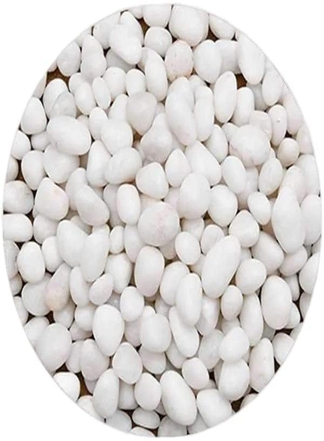 VAYINATO® 9 Inch Wall Hanging Mounted Aquaruim Fish Bowl Betta Tank Stylish Home Decoration with White Pebbles Gravel Stone by Petzlifeworld - Image 4